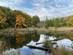 Monroe Forest and Habitat for Rodents