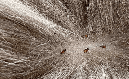 Flea's inside of a flea ridden pet!