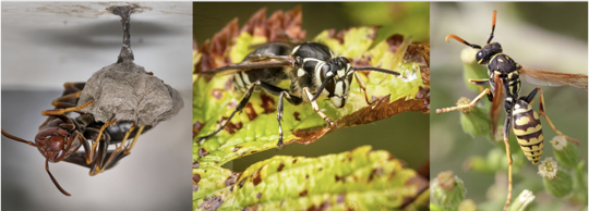 Side by side of a paper wasp, hornet, and yellow jacket