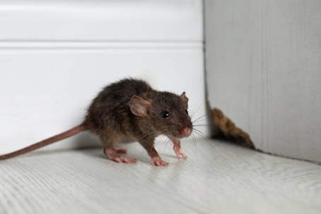 Mouse sneaking through baseboards