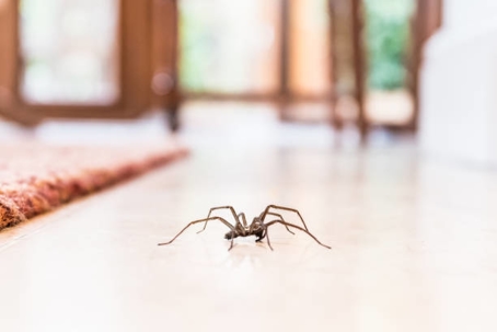 Spider on the floor