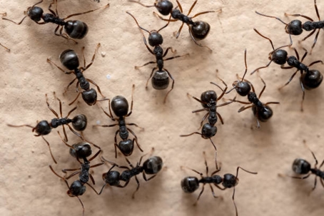 swarming ants