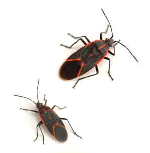 Boxelder bugs